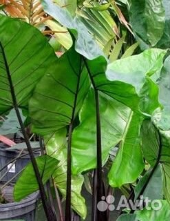 Алоказия Макрориза Блэк Стэм (Черная Ножка)