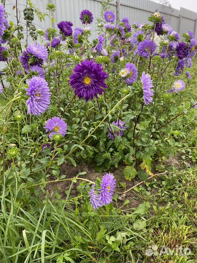 Астры, хризантемы