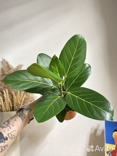 Фикус бенгальский одри