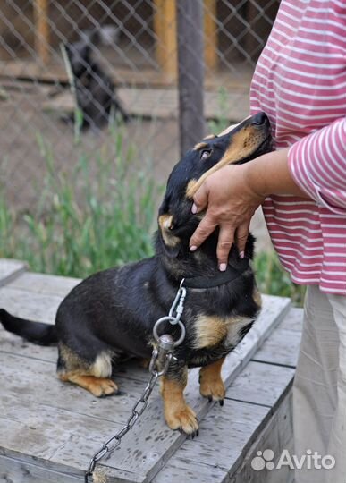 Собака полутакса