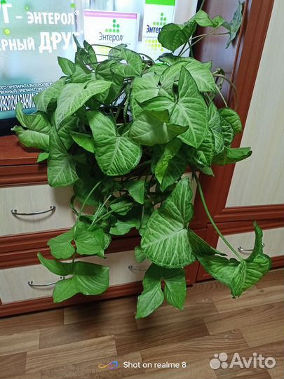 Щучий хвост.Каланхоэ, сингониум