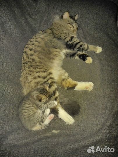 Домовые лапуськи(метис SavannahF6/чёрная британка)