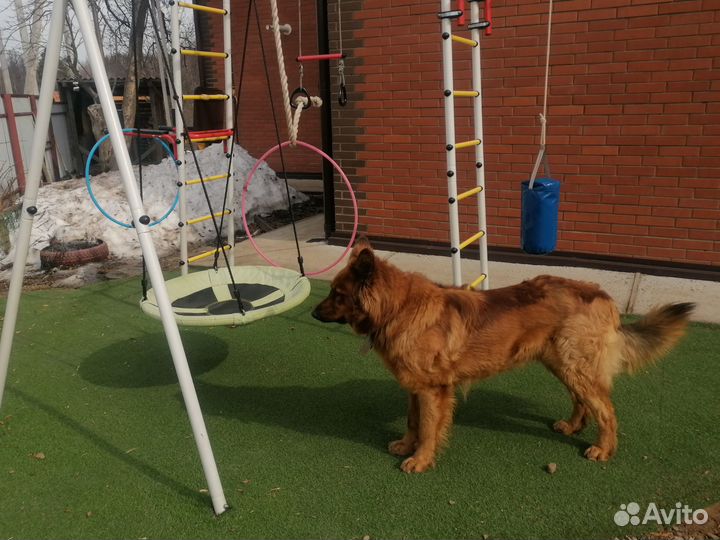 Вязка овчарка