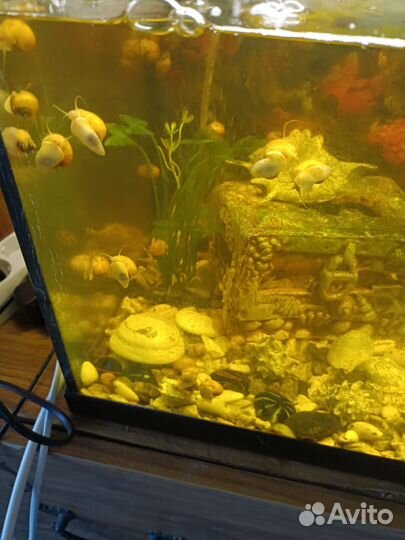 Продам улитки аквариумные