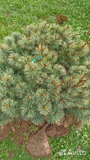 Кедровый стланик