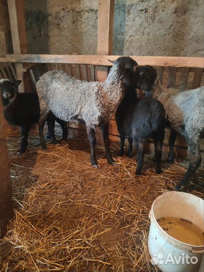 Бараны Овцы с ягнятами