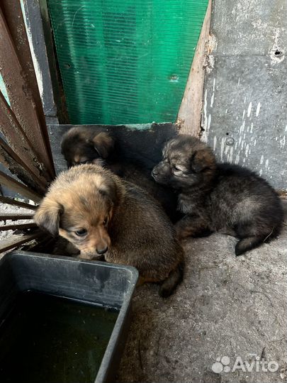 Щенки девочки в добрые руки