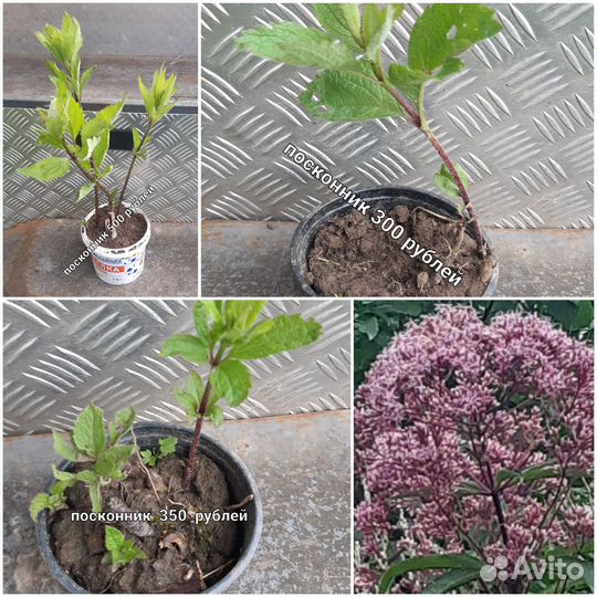 Растение посконник