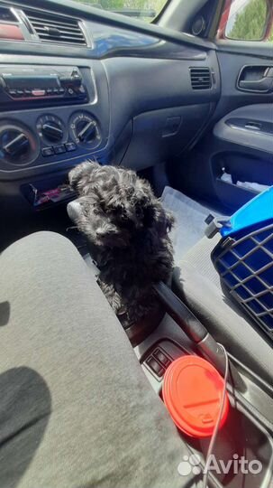 Индивидуальная перевозка животных по России