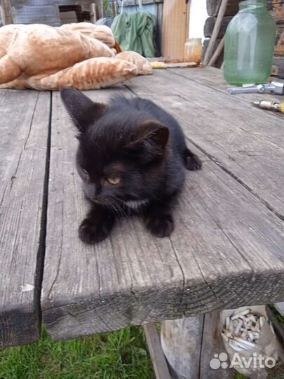 Кошка и коты