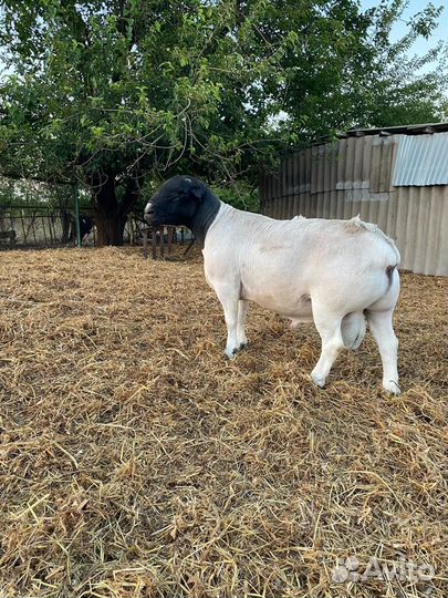 Овцы бараны ягнята дорпер