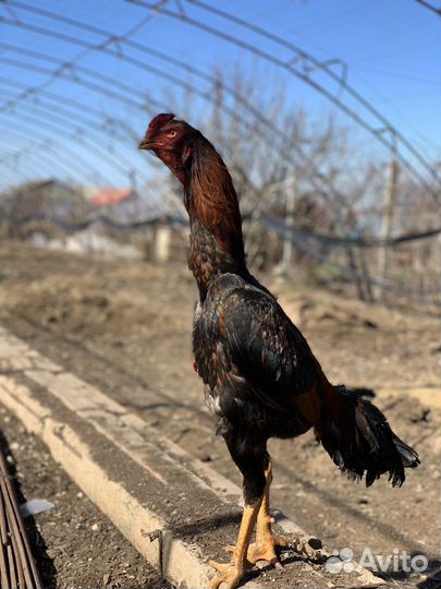 Бойцовые петухи