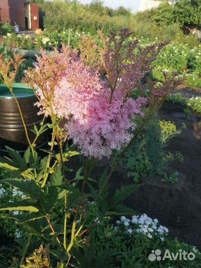 Цветок Лабазник