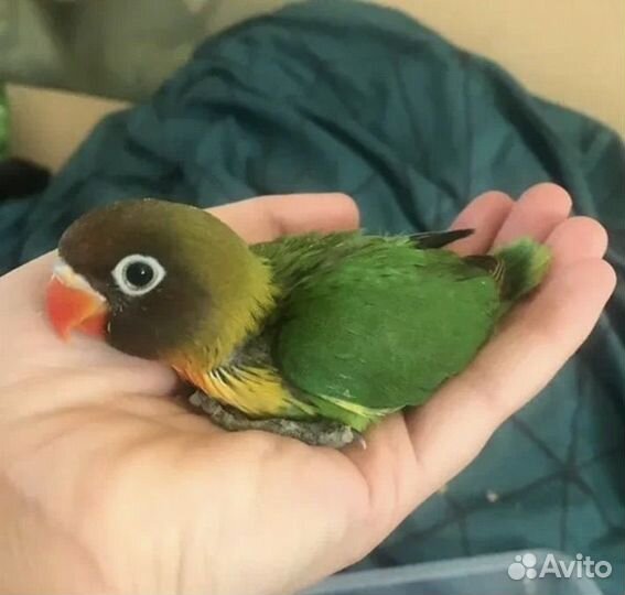 Птенцы неразлучников из гнезда