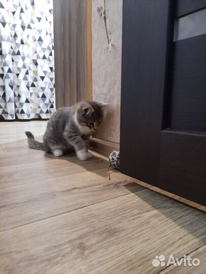 Котенок
