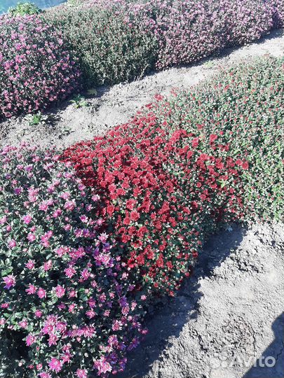 Хризантемы мультифлора