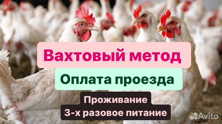 Птицевод Липецкая птицефабрика Вахта