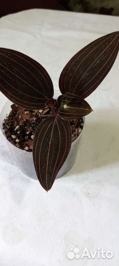 Драгоценная орхидея