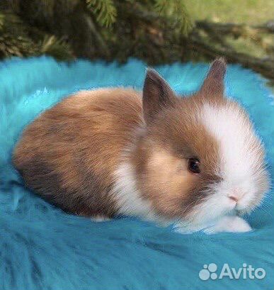 Домашние Карликовые Кролики mini Привитые