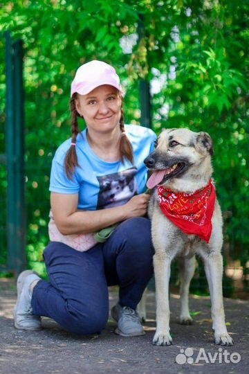 Умная собака Валя мечтает о доме