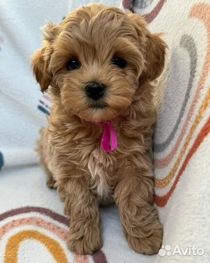 Мальтипу f1 мини baby face. Топовые щенки