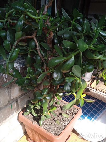 Крассула толстянка денежное дерево