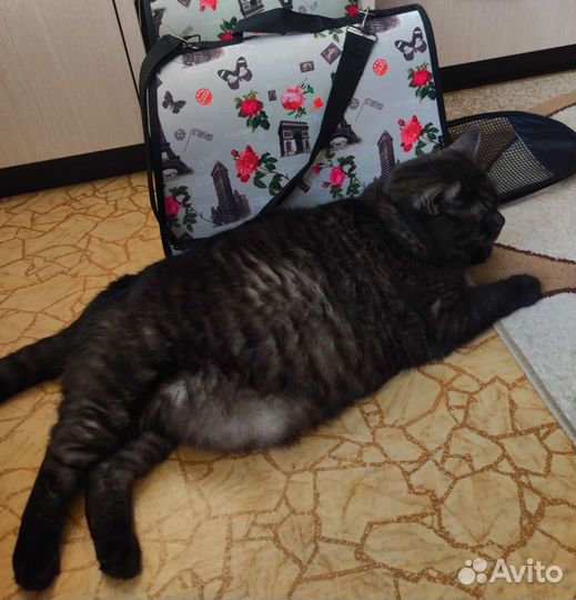 Переноска для кошек