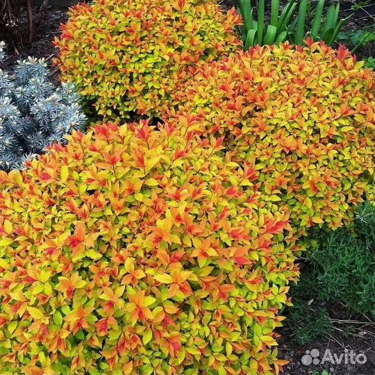 Спирея японская голдфлейм