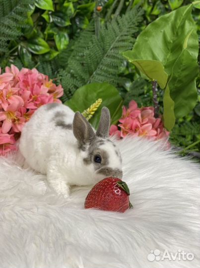 Рекс карликовый