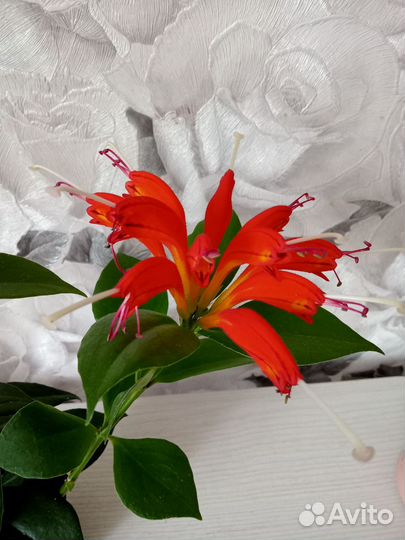 Разные растения