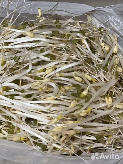 Ростки Маш (фасоль золотистая)