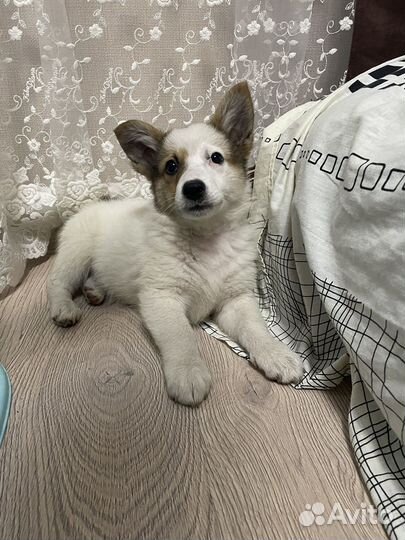 Собака в добрые руки щенок девочка