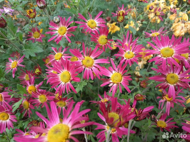 Многолетние цветы для сада