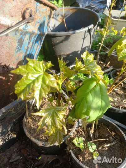 Саженцы клена, каштана, берёзы