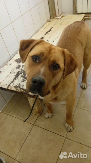 Пес метис ищет хозяина, возраст - 1год