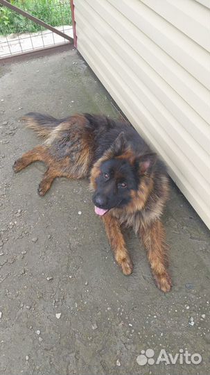 Немецкая овчарка