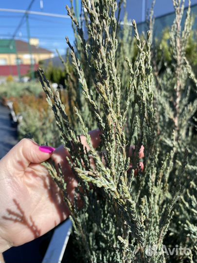 Можевельник скальный Блю Эрроу