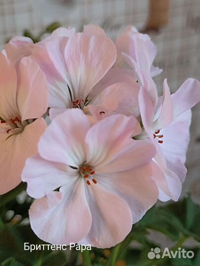 Пеларгония герань