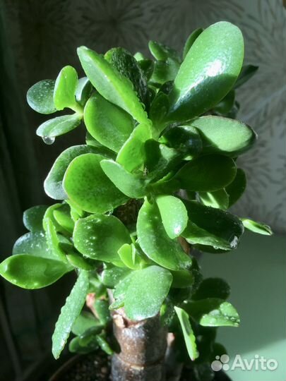 Толстянки/крассулы