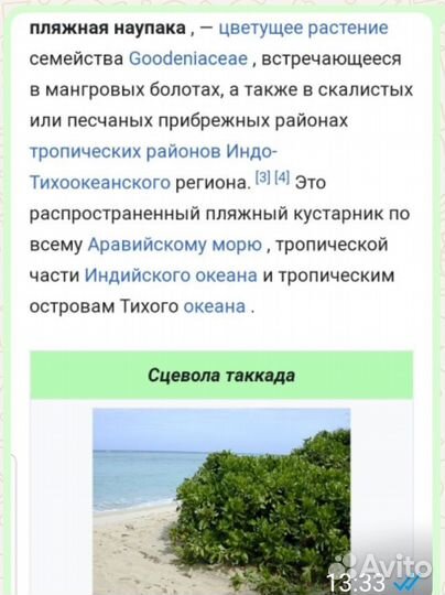 Сцевола таккада