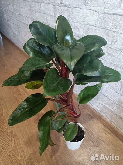 Филодендрон конго ред