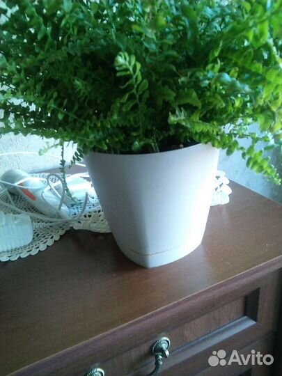 Папоротник Бостон нефролепис