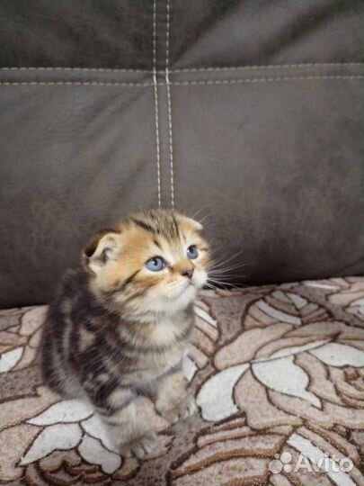 Шотландская