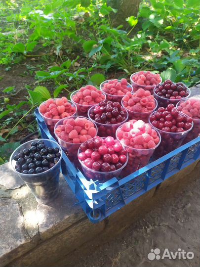 Малина: саженцы