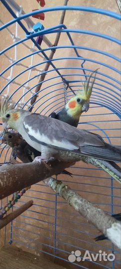 Птенцы корелла