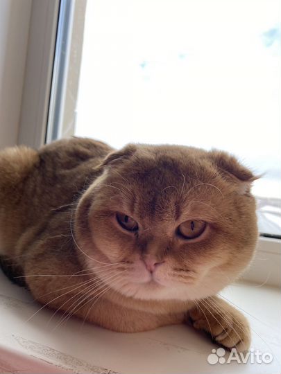 Шотландский вислоухий кот на вязку