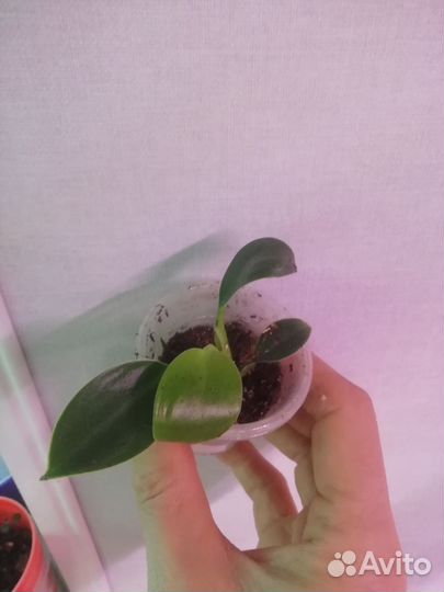 Филодендрон, эписция