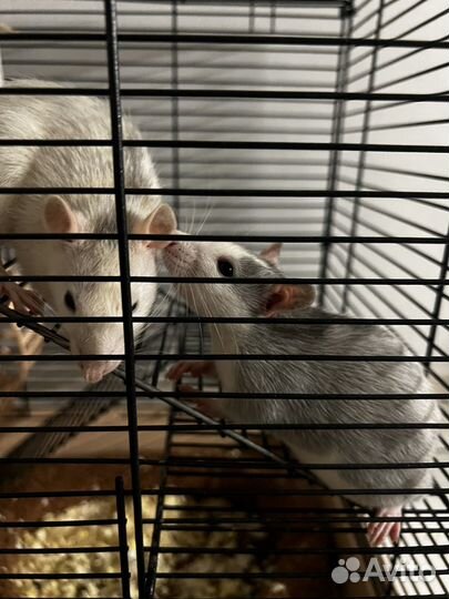 Декоративная крыса