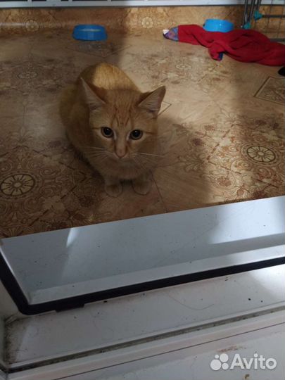 Отдам в добрые руки кошечку