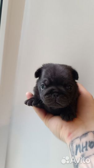 Щенки мопса черные